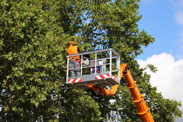 Best Utility Line Clearance  in Scottsboro, AL