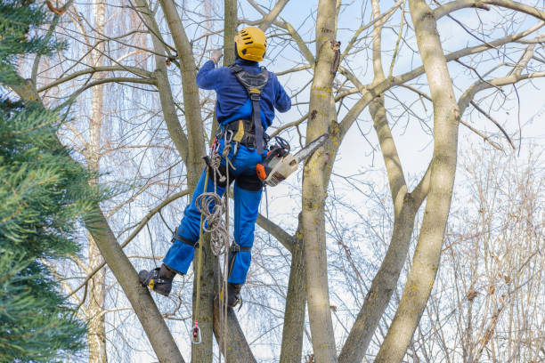 Best Root Management and Removal  in Scottsboro, AL