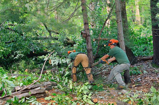 Best Lawn Renovation and Restoration  in Scottsboro, AL